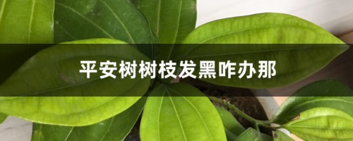 平安树树枝发黑咋办那