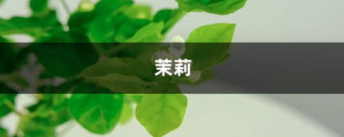 栀子茉莉，秋冬这样养，枝条壮实好过冬！