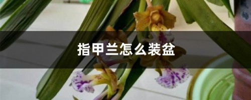 指甲兰怎么装盆